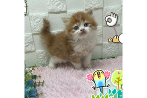 成約済の埼玉県のスコティッシュフォールド-22246の1枚目